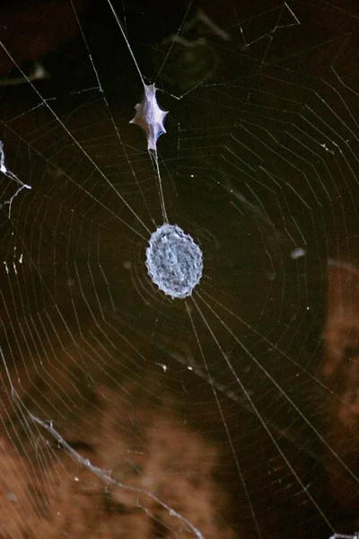 Örümcek Stabilimentumu Argiope Ocyaloides — Stok fotoğraf