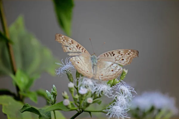 Сірі Атрибути Юнонії Живляться Метеликом Індія — стокове фото