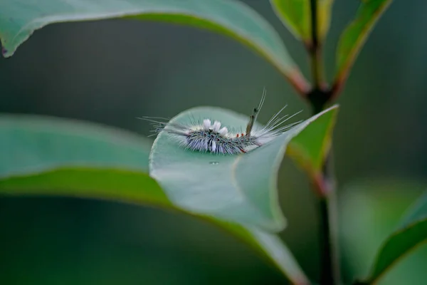 Fehér Jelzésű Tussock Moth Caterpilar Hemerocampa Leucostigma — Stock Fotó