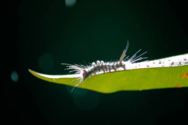 Fehér Jelzésű Tussock Moth Caterpilar Hemerocampa Leucostigma — Stock Fotó