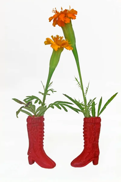 Plastic Toy Shoes with Marigold Flowers, Concept