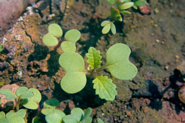 Young Mustard Growing Field — Stock Photo, Image