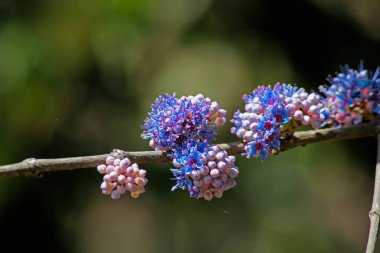 Delek hava ağaç, Ironwood ağaç, Memecylon umbellatum