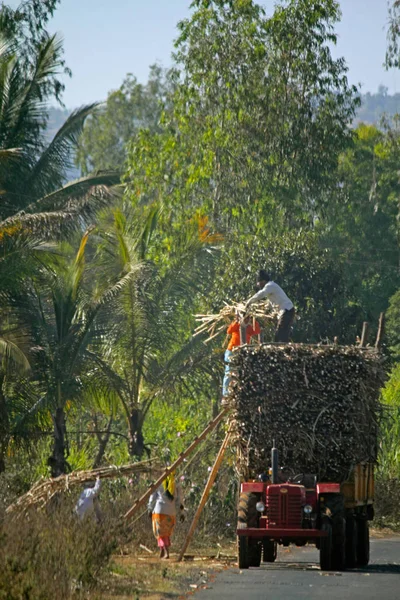 Трактор laded зі джгутами sugarcanes, Satara, Махараштра , — стокове фото