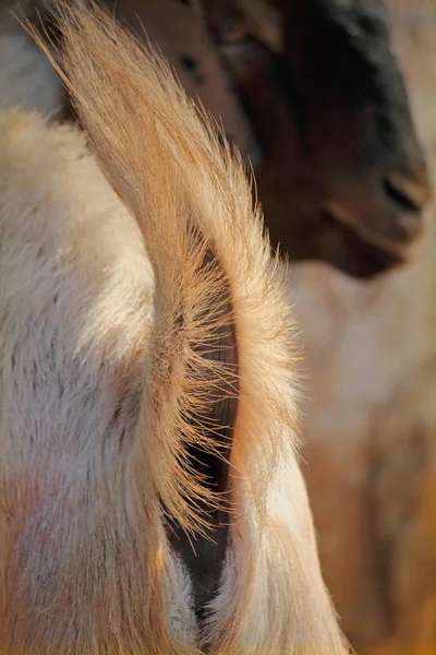 Tail of a goat — Stock Photo, Image