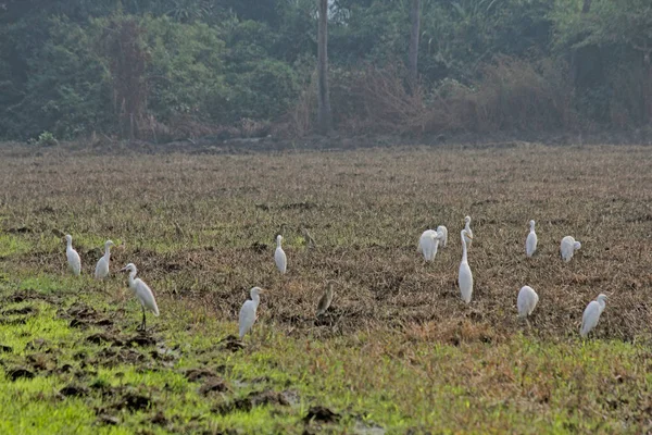 牛 egrets bubulcus 宜必思, 稻田, 果阿, 印度 — 图库照片