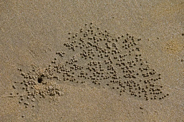 Pattern Sand Created Small Crabs Miramar Beach Panaji Goa India — Stockfoto