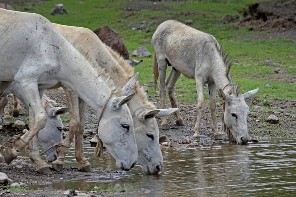 Donkey Animal Drinking Water — Stock Photo, Image