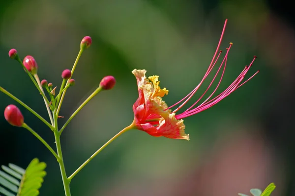 Caesalpinia Pulcherrima, Poinciana, flor del pavo real — Foto de Stock
