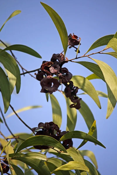 Vite pod wattle di acacia implexa — Foto Stock