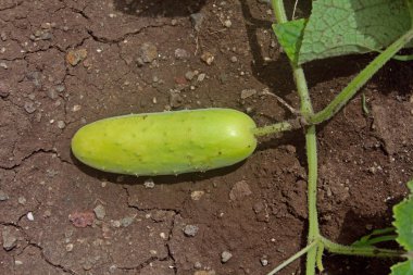 Salatalık, Cucumis sativus kabak ailesi kabakgiller yaygın ekili bir bitkidir. Mutfak sebze kullanılan silindirik meyve taşıyan sürünen bir sarmaşık olduğunu