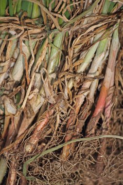 Soğan alan, Allium cepa, ortak sebze