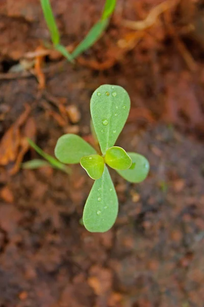 Vanlig Portulak Portulaca Oleracea — Stockfoto