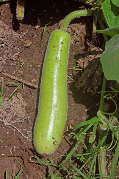 Dudhi Bottle Gourd White Pumpkin Benincasa Hispada — Stock Photo, Image