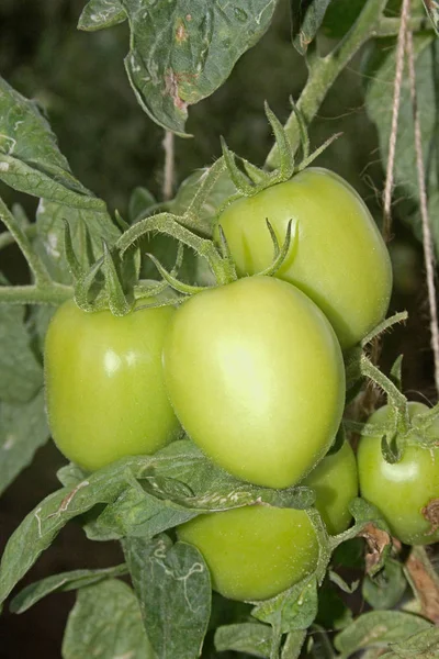 Champ Plants Tomates Lycopersicon Esculentum Inde — Photo