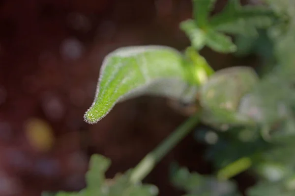 Abelmoschus esculentus, Lady Finger on plant, India