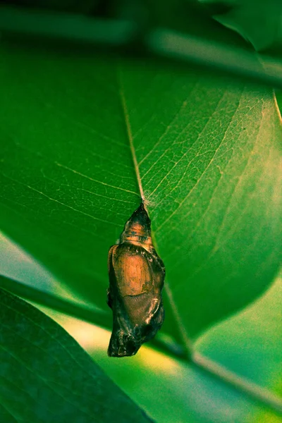 Pupa of Pipevine Swallowtail, Battus philenor