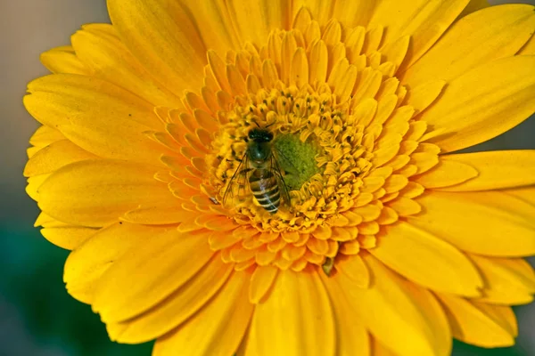 Honingbijen Apis Mellifera Gerbera Bloem — Stockfoto