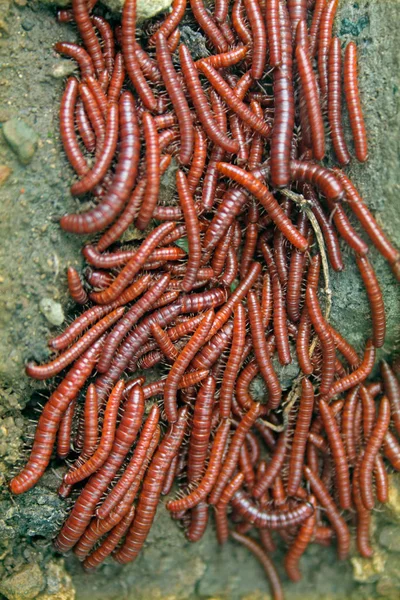 Millipedes Alarmed Most Millipedes Coil Attempt Protect Themselves Found Monsoon — Stock Photo, Image