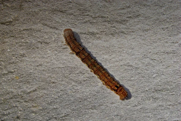 Armyworm Caterpillar Fall Armyworm Spodoptera Frugiperda — стоковое фото