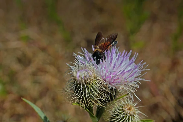 Abeilles Domestiques Abeilles Domestiques Sur Cirsium Palustre Chardon Des Marais — Photo