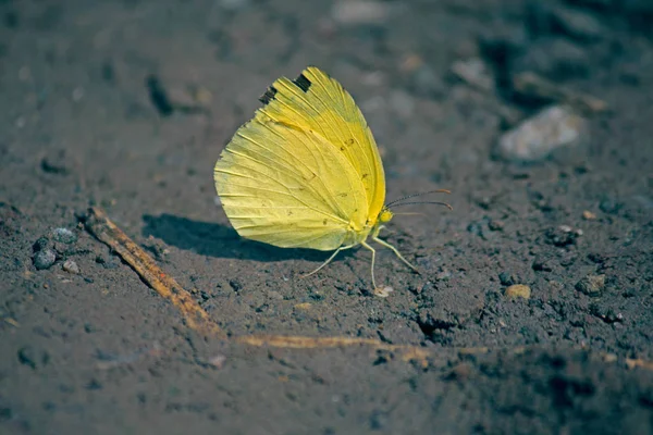 Colias Croceus Маленький Метелик — стокове фото