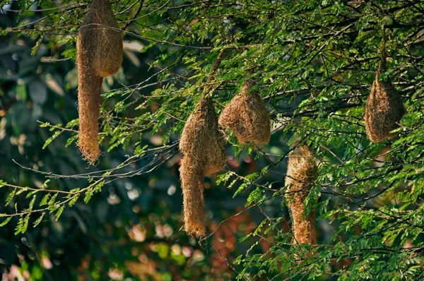 Baya Webervogel Ploceus Philippinus Nest Indien — Stockfoto