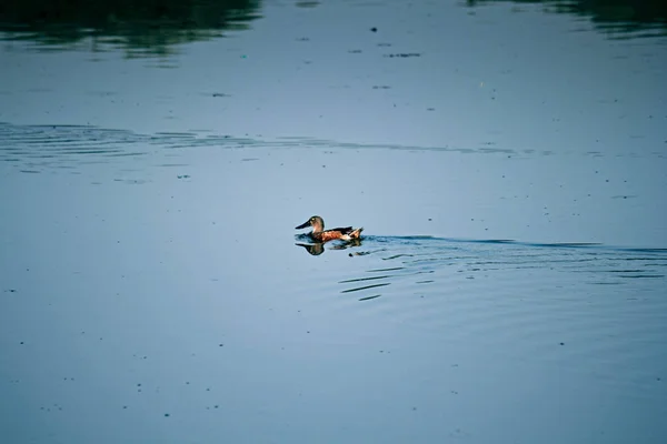 Eurasian Teal Common Teal Anas Crecca Kavadi Pat Pune Maharashtra — 스톡 사진