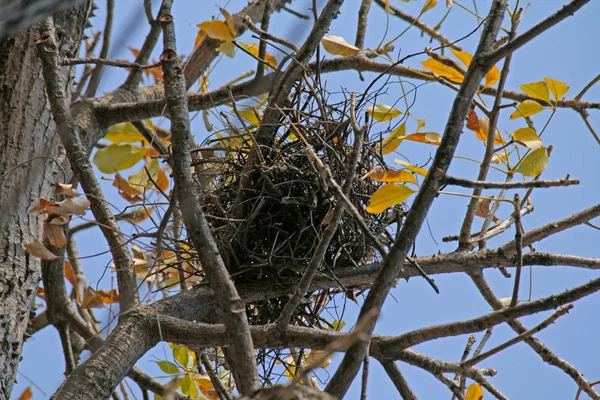 Varjú Ház Fészke Corvus Ragyogó — Stock Fotó