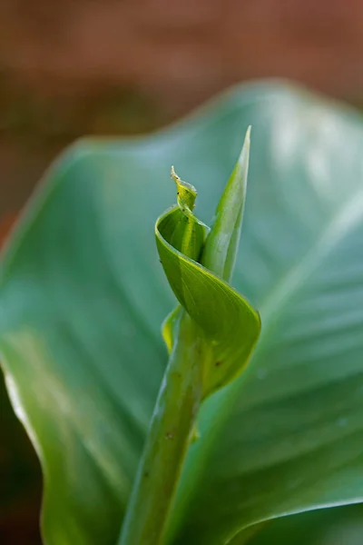 Leaf Canna Indica — Stockfoto