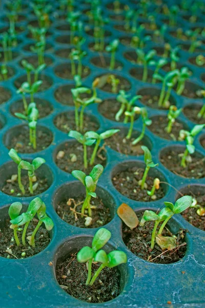 Unga Växter Cucumis Sativus Odlingsbricka — Stockfoto