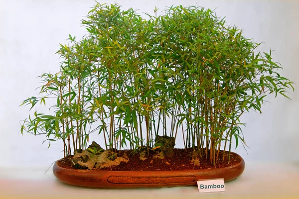 Bonsai Tree Bamboo Tree Ινδία — Φωτογραφία Αρχείου