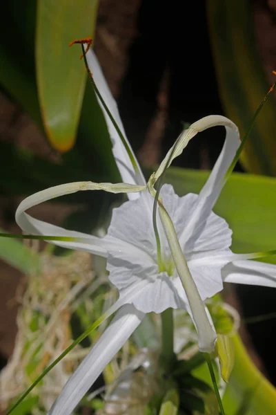 Hymenocallis Littoralis Spider Lily — Stock Photo, Image