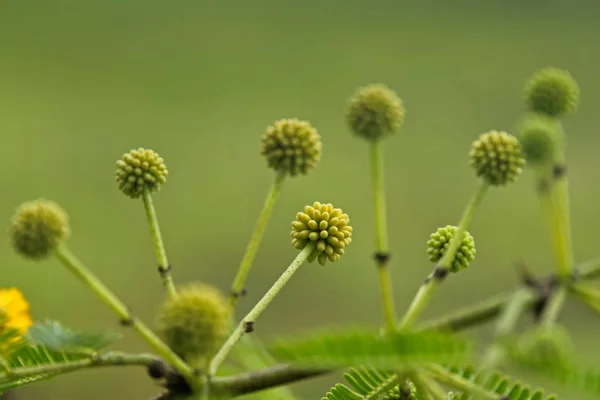 Gomme Arabe Babool Acacia Nilotica Subsp Indica Inde — Photo