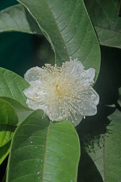 Květ Kvajávy Amrood Psidium Guajava Indie — Stock fotografie