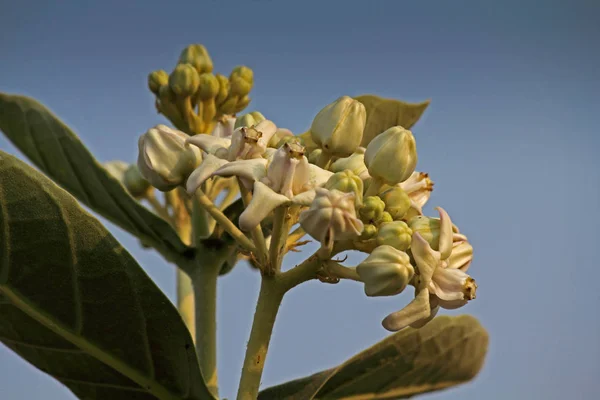 Corona Fiore Calotropis Gigantea — Foto Stock