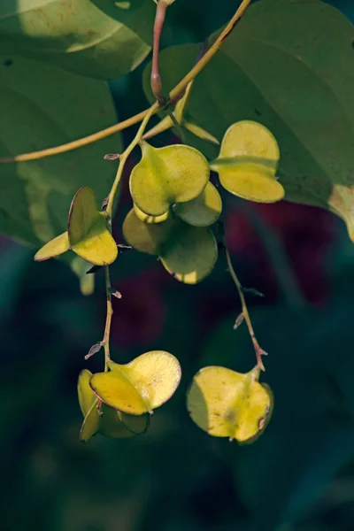 Owoce Dioscorea Opozytifolia — Zdjęcie stockowe