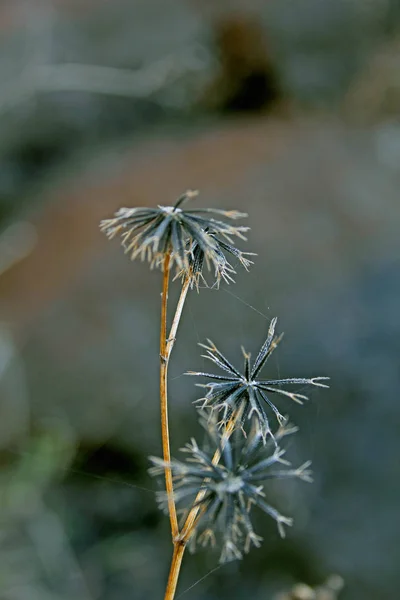 Bidens Pilosa Cobbler Pegs Spanish Jeedle — Stock fotografie