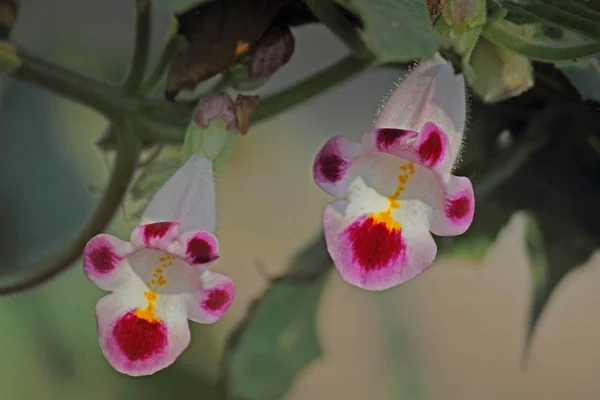 Martynia Annua Devil Claws Tiger Claw — стоковое фото