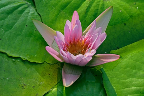 Roze Water Lelie Roze Lotus Nymphaea Pubescens — Stockfoto