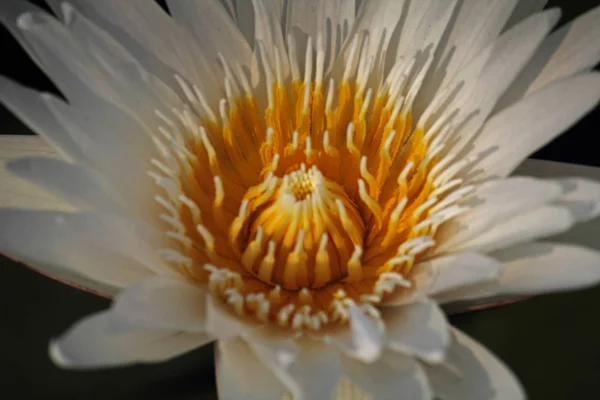 White Water Lily White Lotus Nymphaea Pubescens — Φωτογραφία Αρχείου