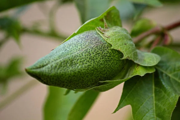 Coton Gossypium Arboreum Inde — Photo