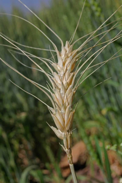 Feld Von Triticum Aestivum Weizenernte Maharashtra Indien — Stockfoto