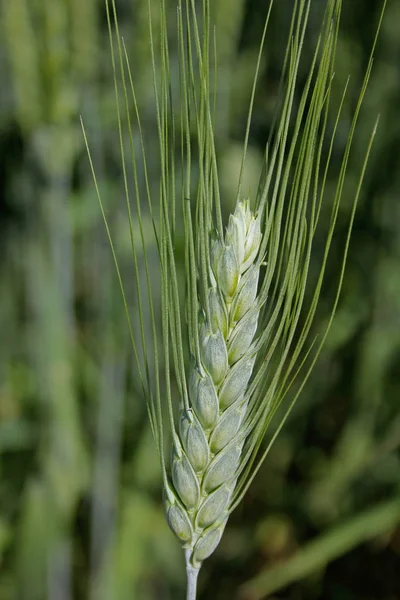 Oblast Triticum Aestivum Pšeničná Úroda Maharashtra Indie — Stock fotografie