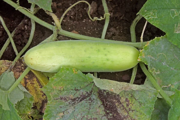 Cucumber Cucumis Sativus Widely Cultivated Plant Gourd Family Cucurbitaceae Creeping — Stock Photo, Image