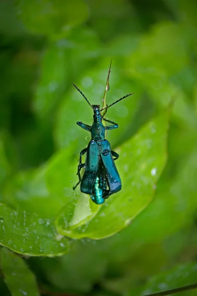 暴龙甲虫 Lytta Stygica — 图库照片