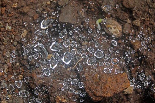 스파이더 Pisaura Mirabilis Dewdrops — 스톡 사진