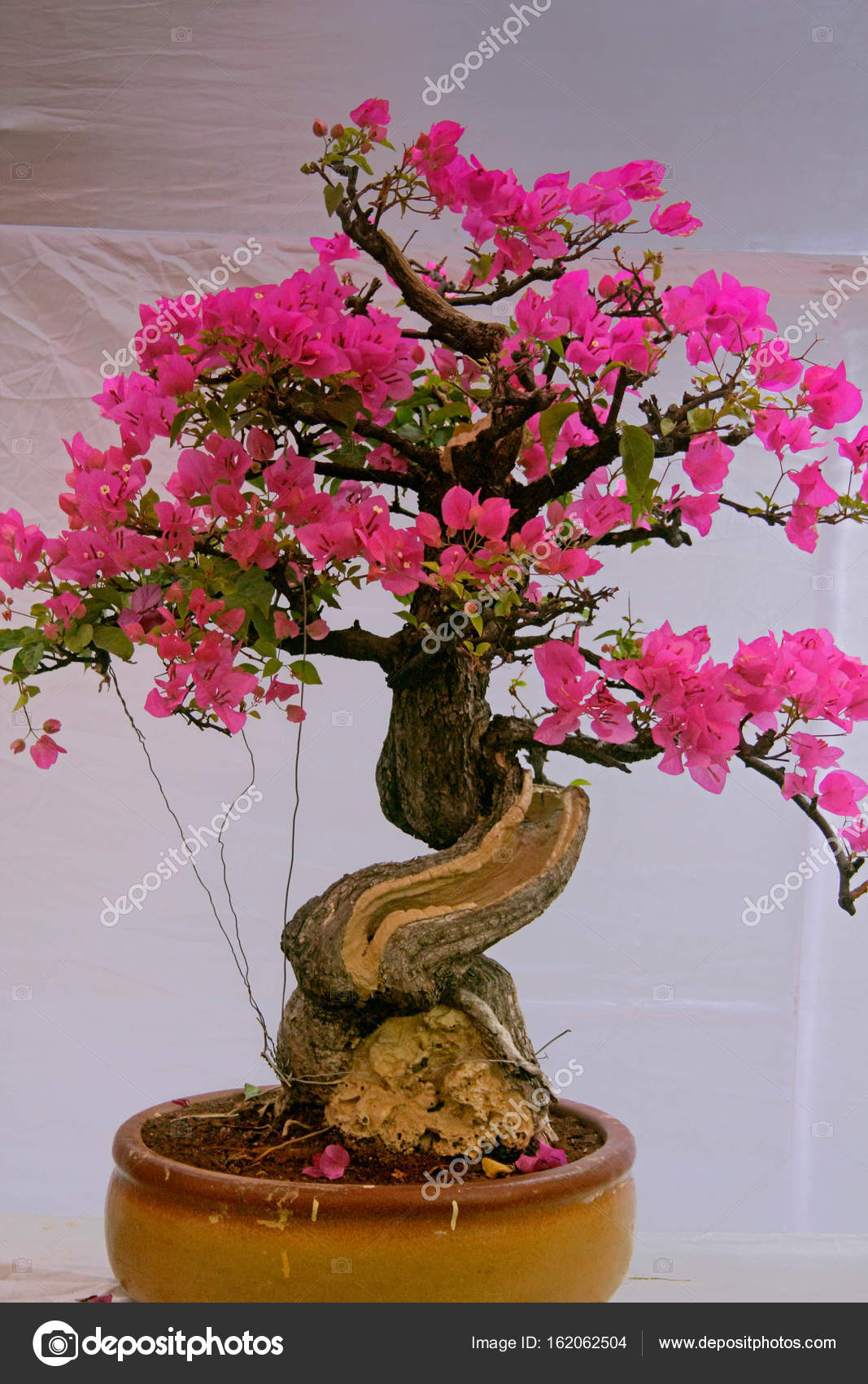 ブーゲンビリア 盆栽 2237 ブーゲンビリア 盆栽 通販