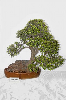 Hindistan, Yeşim Ağacı 'ndan Bonsai Ağacı