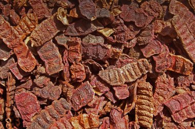 Acacia concinna podları, Hindistan